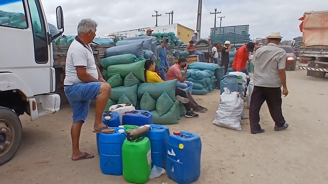 FEIRA DA RACAO MELAÇO DE CANA SILO DE MILHO E MANIVA CAPOEIRAS PE 01 de novembro de 2024