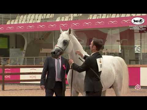 N 98 SHAKAR PEGASUS   Sentower Diamond Trophy 2021   International Show   Stallions 7 9 Years Old Cl