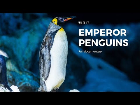 Emperor penguins in antarctica | penguin bbc documentary on natural world | wildlife 4k videos