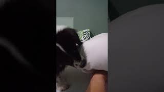 Download lagu Berebut bantal sama panda#Short. mp3