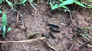 How to Get Rid of ARMYWORMS in Less than 24 HOURS!
