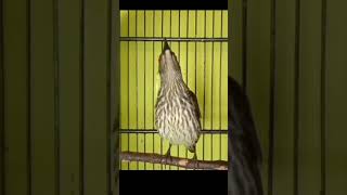 Download lagu cucak keling teler trotol#cucakkeling #cucakkelinggacor #shorts mp3