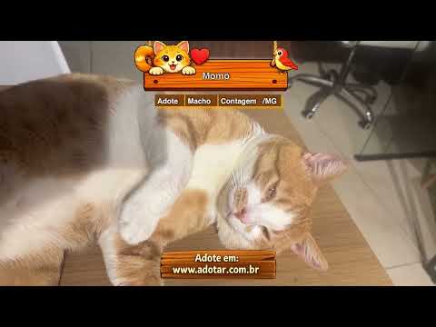 Vídeo de Momô