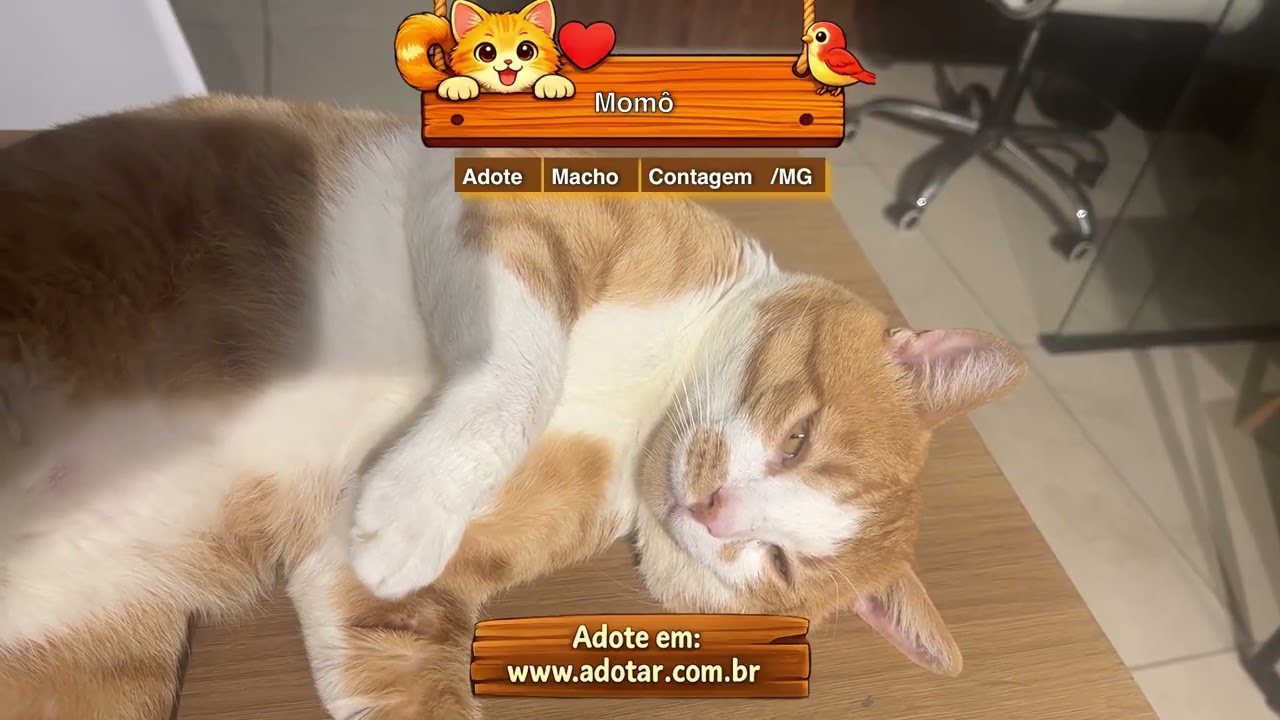 Gato raça SRD-ViraLata idade 1 ano nome Momô
