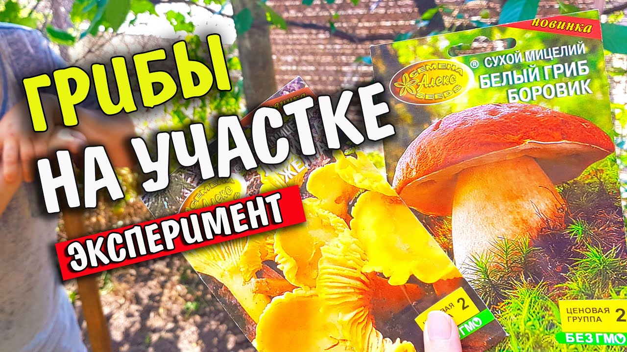 Выращивание грибов / Белые грибы на участке. Мицелий белых грибов [Эксперимент]