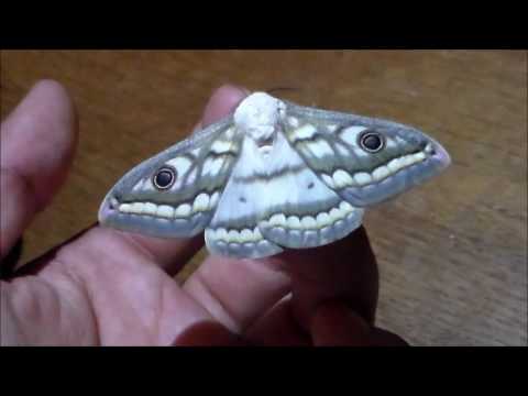 The incredible marbeled emperor (Heniocha dyops)