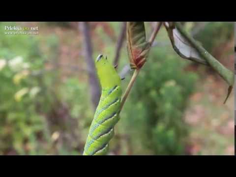 Gosenica smrtoglavca