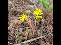 Native Sedum Amerosedum Lanceolatum Perimeter Trail Ouray Colorado