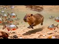 Piranhas Kill Capybaras Without Mercy In The Wild Amazon Amazon River