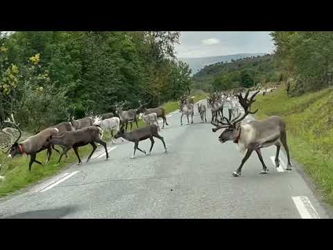 Norwegen 2022 Rentiere auf einer Strecke von ca 1 km bei  Langfjordbotn Video 12