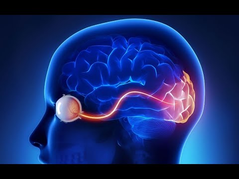 Can the damaged optic nerve be regenerated ?