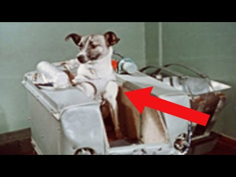 12 Amazing Animals that CHANGED History