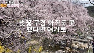 [영상기자단] 벚꽃구경 아직도 못해봤다면 거창 여기로!_서현석