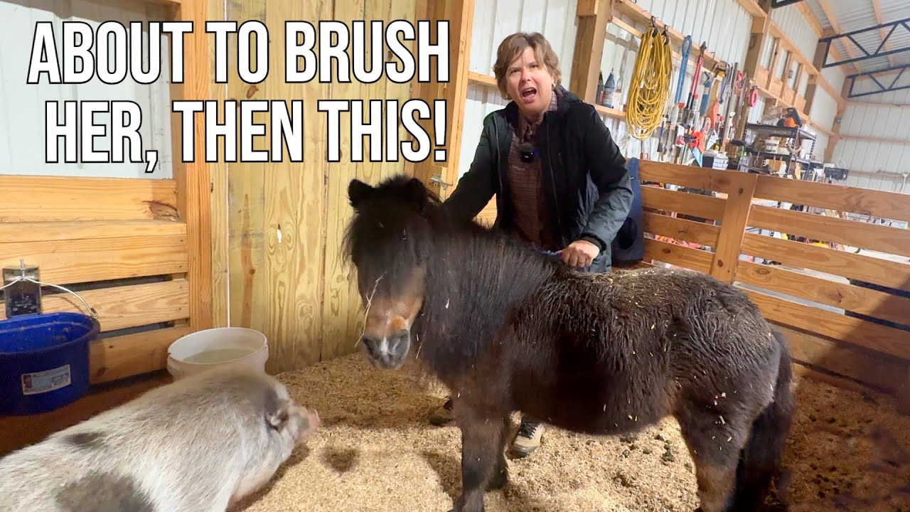 About to Brush Her, But Something Stopped Me in My Tracks!