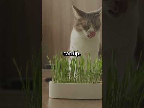 Ultimate Guide to Cat Proof Your Home! 2025 05 11