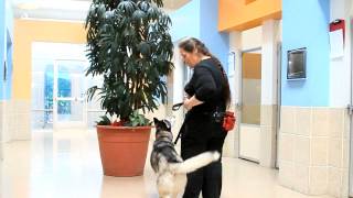 Pet Suites on The Best of Southern California