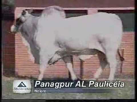 PANAGPUR AL PAULICEIA