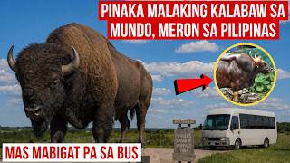 PINAKA MALALAKING BUFFALO SA MUNDO, MERON SA PILIPINAS | BIGGEST BUFFALO IN THE WORLD | MISTER DI