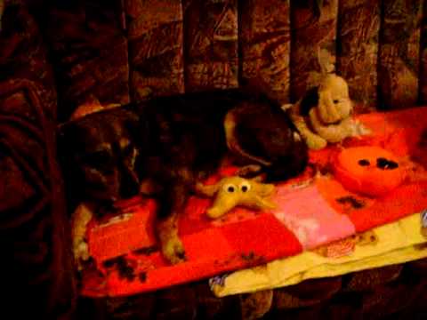 Floricica, Nicu, Onciu, Pufy dogs and Rodica in my house