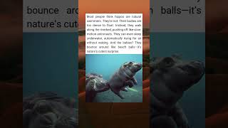 Hippo Facts You Never Knew