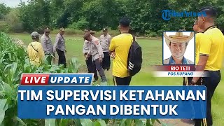 Cek Langsung Progres Tanam Jagung, Polres Rote Ndao Bentuk Tim Supervisi Ketahanan Pangan