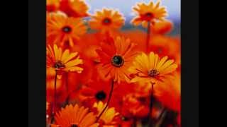 Wildflowers ♥ Tom Petty