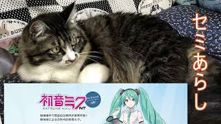曲名セミあらし　スタジオワン　ピアプロNTを使用して作詞作曲　オリジナル曲　AIは未使用