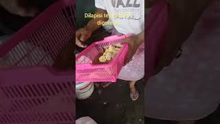 Download lagu Rondo Royal Terpanas .! mp3 Download lagu Rondo Royal Terpanas .! mp3