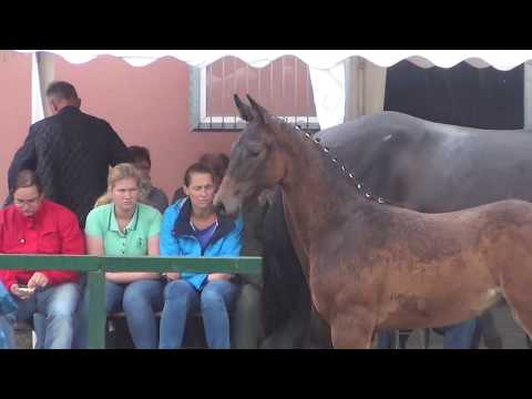 Hickstead White-Casseur filly * 05/ 2017 for sale