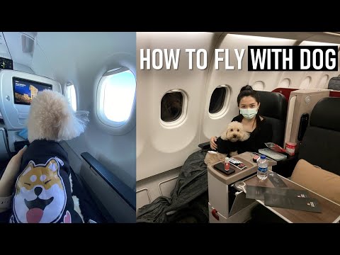 How to FLY with your dog? From Malaysia to Switzerland