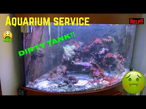 Dirty Aquarium cleaned!