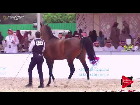 N.247 SOFYAN AL SHAQAB - Asharqia Classic 2018