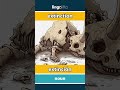 extinction - extinción video thumbnail