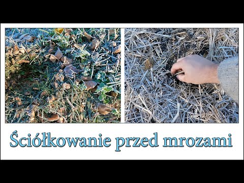 Ściółkowanie ogrodu przed mrozami - Ogarnąć ogród 16
