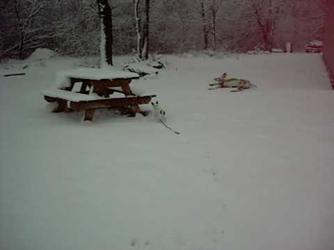 balboa toy fox terrier