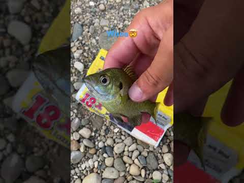 CRAZY Realistic Baits!🤯🐟 #fishing