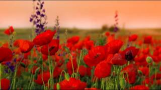 Summer New Age Harmony Relaxation: Calming Music for Wellbeing