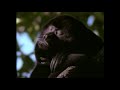 Really Wild Animals Promo From Disney Sampler 1995