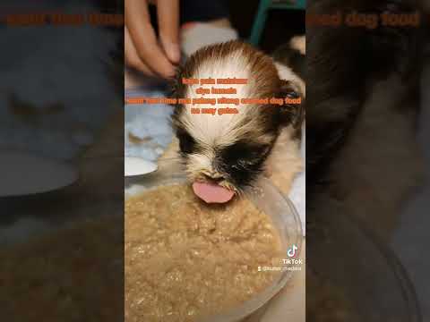 First time to eat solid food #shorts #shihtzu #puppy