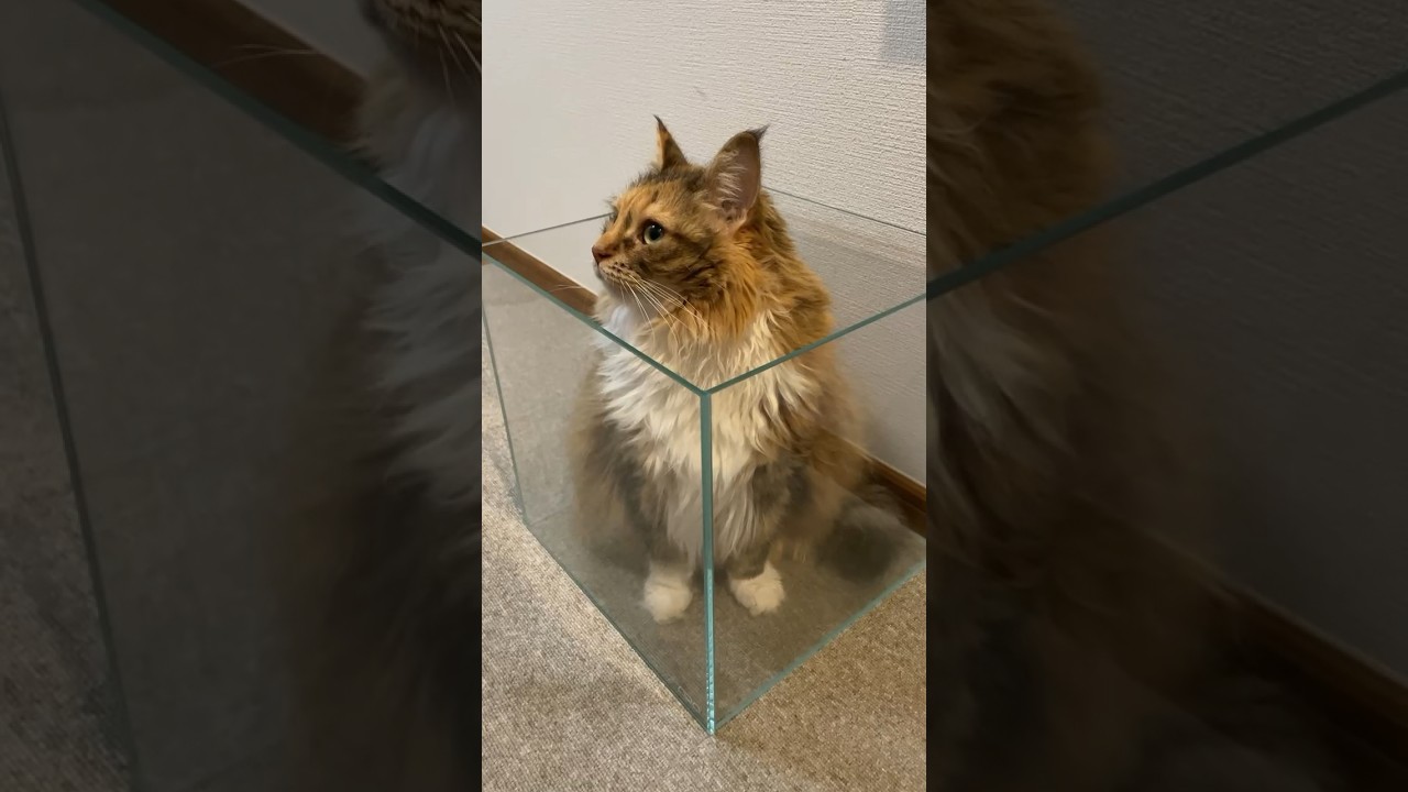 水槽を置いてたら入ってた🧊 #ちゃちゃ #cat #ねこ