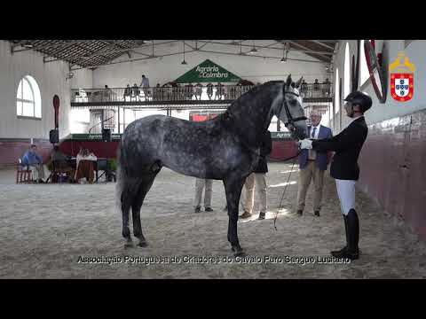 211023 21 Jarro  - Aprovação de Garanhões