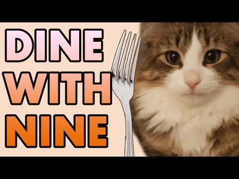 download lagu mp3 mp4 Cat Food Kangaroo Meat, download lagu Cat Food Kangaroo Meat gratis, unduh video klip Cat Food Kangaroo Meat