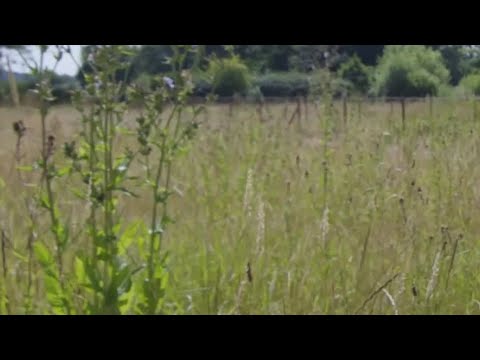 Alasdair Camerons blühendes Mikroklima