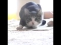 vigo vigo cat 