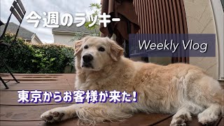 【大型犬との暮らし】東京からお客様が来た！今週のラッキー🐶