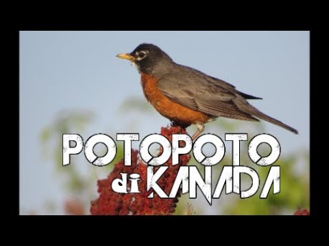 Capturing Moment at Colonel Smith Park Toronto,VLOG_ArtMerung #170