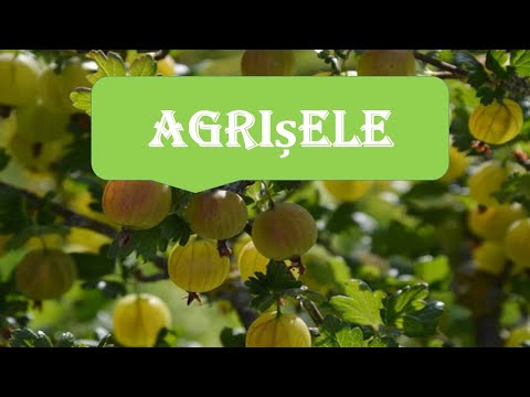 🍀Agrișele beneficiu pentru sanatate🔔