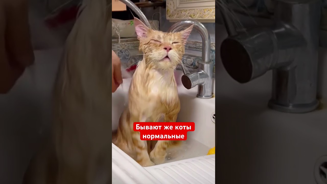 ��������� ����� �� ����� - ��� ������ ����