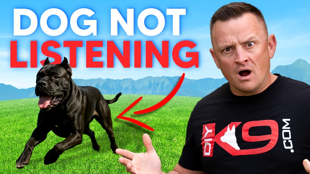 Stop Yelling! Do THIS and Your Dog Will Finally Listen
