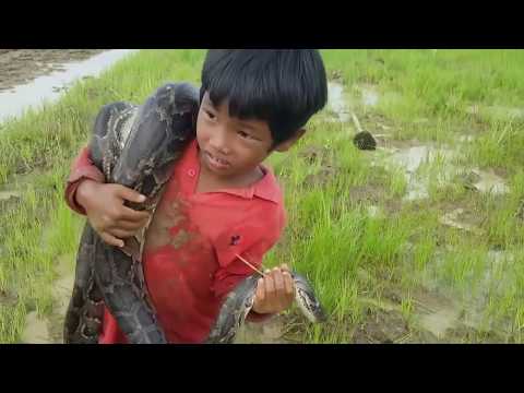 Boys Catch Large Snakes | Brave | Amazing Little Boys